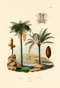 Helecho Arbóreo de French School
